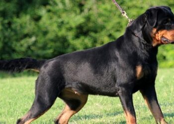 Casal di Principe, aggredito da un rottweiler nel giardino di casa: decine i punti di sutura sul braccio