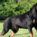 Casal di Principe, aggredito da un rottweiler nel giardino di casa: decine i punti di sutura sul braccio