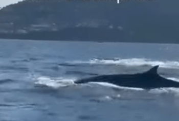 Un avvistamento eccezionale nel Golfo di Napoli: balenottere sono state fotografate e filmate (Video)