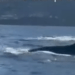 Un avvistamento eccezionale nel Golfo di Napoli: balenottere sono state fotografate e filmate (Video)