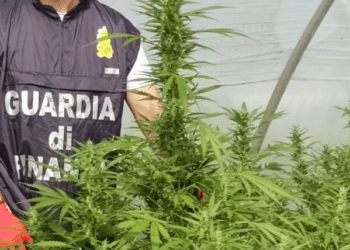 Mondragone, scoperta grossa piantagione di “cannabis”: in arresto un 32enne del posto