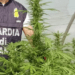 Mondragone, scoperta grossa piantagione di “cannabis”: in arresto un 32enne del posto