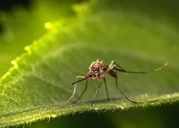 Il virus “West Nile” nel Casertano: si allarga contagio ad altri 4 animali