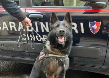 A Varcaturo, i carabinieri grazie al fiuto di un cane antidroga trovano la droga: arrestato 47enne del posto