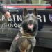 A Varcaturo, i carabinieri grazie al fiuto di un cane antidroga trovano la droga: arrestato 47enne del posto
