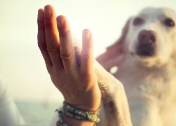 I cani rilevano il nostro stress annusandoci: studio condotto dall’Università di Belfast