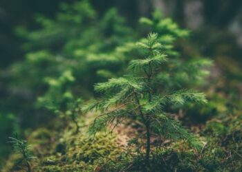 Oggi 14 ottobre, si celebra la Giornata Mondiale dell’Educazione Ambientale