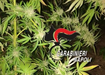 Lettere, i carabinieri scoprono e distruggono piantagione di cannabis (Foto)