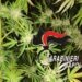 Lettere, i carabinieri scoprono e distruggono piantagione di cannabis (Foto)