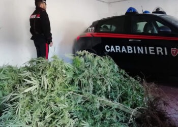 Melito di Napoli: casalinga 57enne con il pollice verde per la marijuana denunciata (Foto)