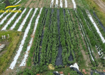 Sequestrata dalla Finanza vasta piantagione cannabis in un terreno nei pressi di Capua: un arresto