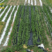 Sequestrata dalla Finanza vasta piantagione cannabis in un terreno nei pressi di Capua: un arresto