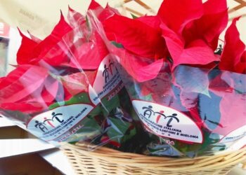 Tornano nelle piazze le Stelle di Natale Ail, per aiutare la ricerca contro i tumori del sangue