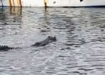 Napoli, coccodrillo nuota tra le barche dei pescatori nel mare di Mergellina