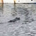 Napoli, coccodrillo nuota tra le barche dei pescatori nel mare di Mergellina