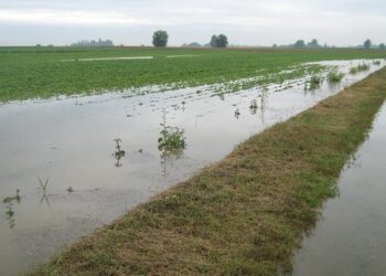Allarme Coldiretti, per l’ondata di maltempo che ha travolto l’Italia: grave la situazione in Campania