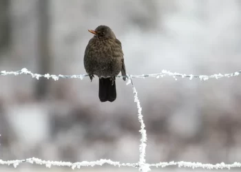Meteo, arrivano i “giorni della merla” i più freddi dell’anno: forte gelo fino al 31 gennaio