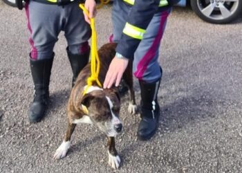Pitbull a spasso sull’A1, salvato dagli agenti della Sottosezione Polizia Stradale di Napoli Nord