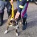 Pitbull a spasso sull’A1, salvato dagli agenti della Sottosezione Polizia Stradale di Napoli Nord