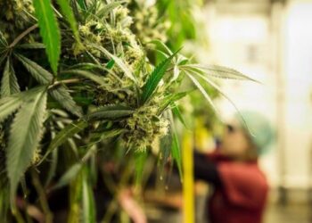 Oggi è la giornata mondiale della cannabis: origine e curiosità