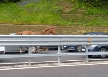 Caos in Tangenziale a Napoli, cavallo al galoppo tra gli svincoli Agnano e Vomero