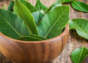 L’alloro, proprietà e benefici di una pianta leggendaria