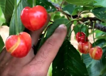 Maltempo in Campania, allarme Coldiretti: gravi danni alla produzione di ciliegie, distrutto 60% raccolto