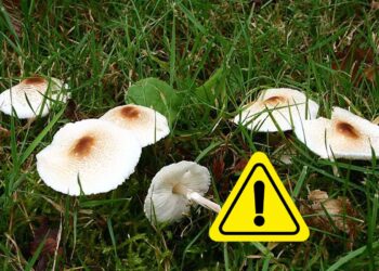 Un’intera famiglia avvelenata dai funghi: la più anziana, una donna di 92 muore