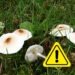 Un’intera famiglia avvelenata dai funghi: la più anziana, una donna di 92 muore