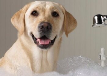 Come e ogni quanto si deve lavare il proprio cane: tutte le cose da sapere