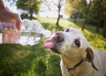 Afa e caldo, importante proteggere gli animali domestici: vademecum di Enpa con i consigli da seguire