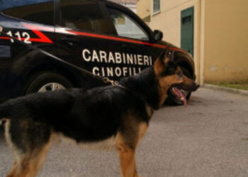 Villa Literno, spacciatore arrestato grazie all’infallibile fiuto di un cane antidroga (Foto)