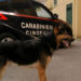 Villa Literno, spacciatore arrestato grazie all’infallibile fiuto di un cane antidroga (Foto)