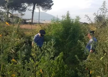 Somma Vesuviana, coltivava cannabis vicino casa: arrestato 72enne del posto