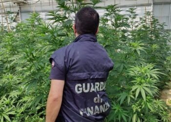 Sessa Aurunca, scoperta grossa piantagione di marijuana: in manette imprenditore del posto (foto)