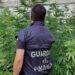 Sessa Aurunca, scoperta grossa piantagione di marijuana: in manette imprenditore del posto (foto)