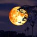 In arrivo la Superluna del cervo, spettacolo in cielo: ecco cosa sapere e quando vederla