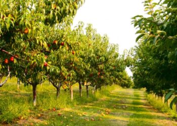 Attuali cambi climatici: minaccia per la produzione di pesche in Italia