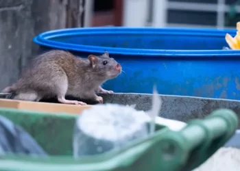Caldo record e allarme topi: possibili portatori di una quarantina di malattie