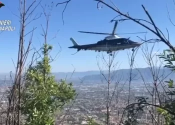 Area Stabiese, Monti Lattari, blitz dei carabinieri: nuovi sequestri di cannabis e un arresto