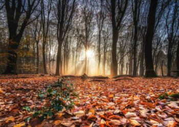 Equinozio d’autunno, sabato 23 settembre 8:49 ora italiana inizia la stagione autunnale