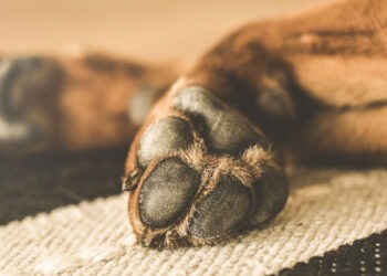 Canile lager a Casaluce: cani denutriti e con gravi patologie, sequestrata l’intera struttura