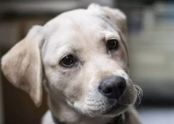 I Cani, pensieri simili agli umani: uno studio rivela affinità nella comprensione dello spazio