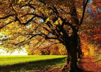 In arrivo l’estate di San Martino: dalla leggenda al meteo, cos’è e quando cade