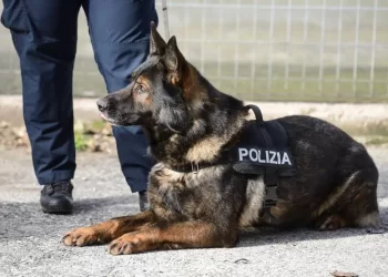 Carcere di Carinola, cani antidroga sventano spaccio di stupefacenti: sequestrati anche micro telefoni