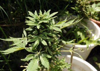 Nel casertano, una serra domestica in camera da letto: 23enne arrestato dai carabinieri.