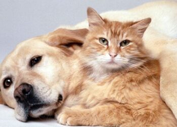 Bonus animali domestici 2024: chi potrà richiederlo e cosa è stato previsto