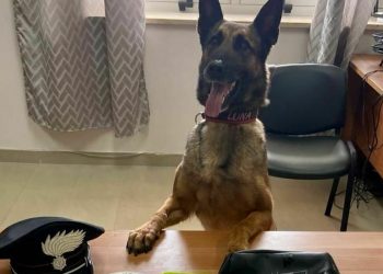 Villa Literno, il fiuto del cane antidroga consente di bloccare un pusher: nascondeva 9 stecche di hashish