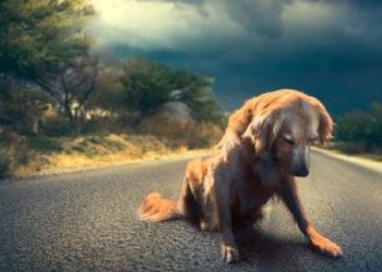 A Castel Volturno una coppia abbandona il proprio cane: denunciati, l’animale salvato dai carabinieri