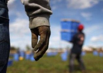 Sfruttamento del lavoro nero tra Cellole e Sessa Aurunca: divieto di dimora a 4 imprenditori agricoli